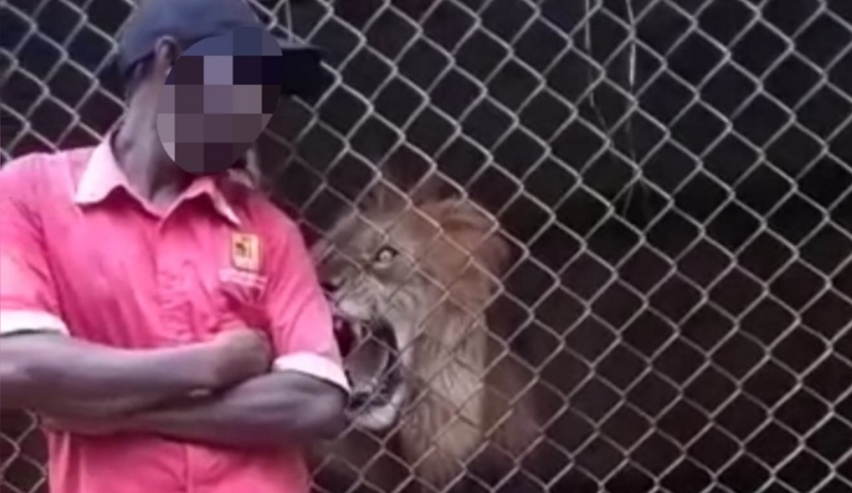 Jamaica Zoo Under Investigation Following Lion-Biting Incident – YARDHYPE
