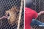 Viral Video Showing Woman Taunting Lions At Same St. Elizabeth Zoo – YARDHYPE