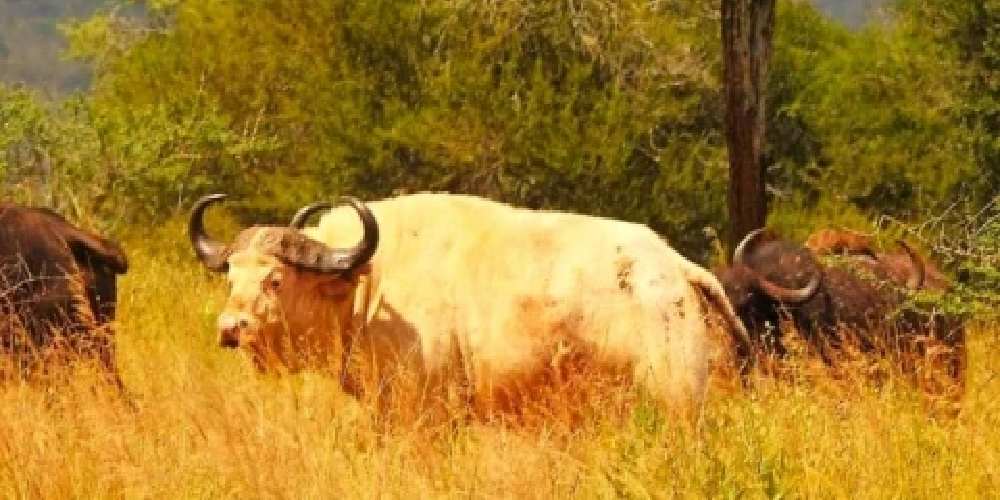 Rare White Buffalo Spotted In Tanzania