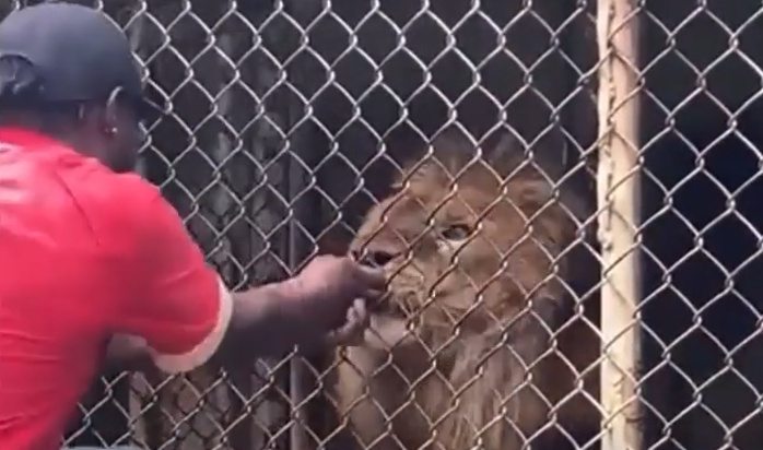 Lion Bites Man’s Finger Off At Jamaican Zoo – YARDHYPE