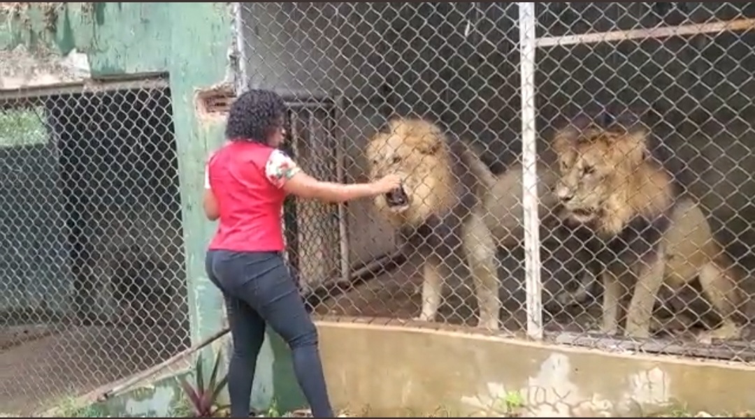 Viral Video Showing Woman Taunting Lions At Same St. Elizabeth Zoo – YARDHYPE