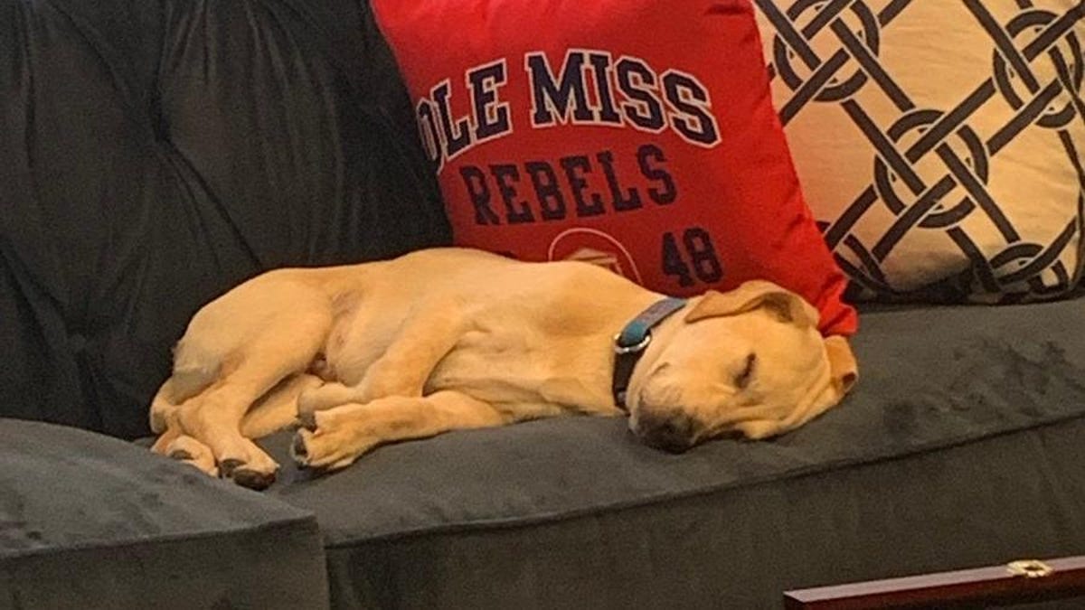 The best Twitter account of the summer is Lane Kiffin’s dog