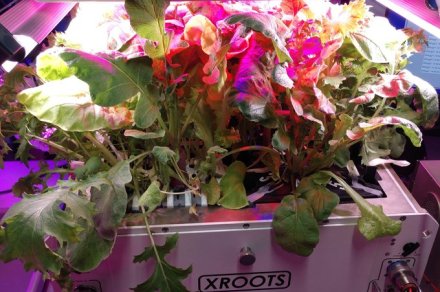 How astronauts on the ISS are growing crops without soil