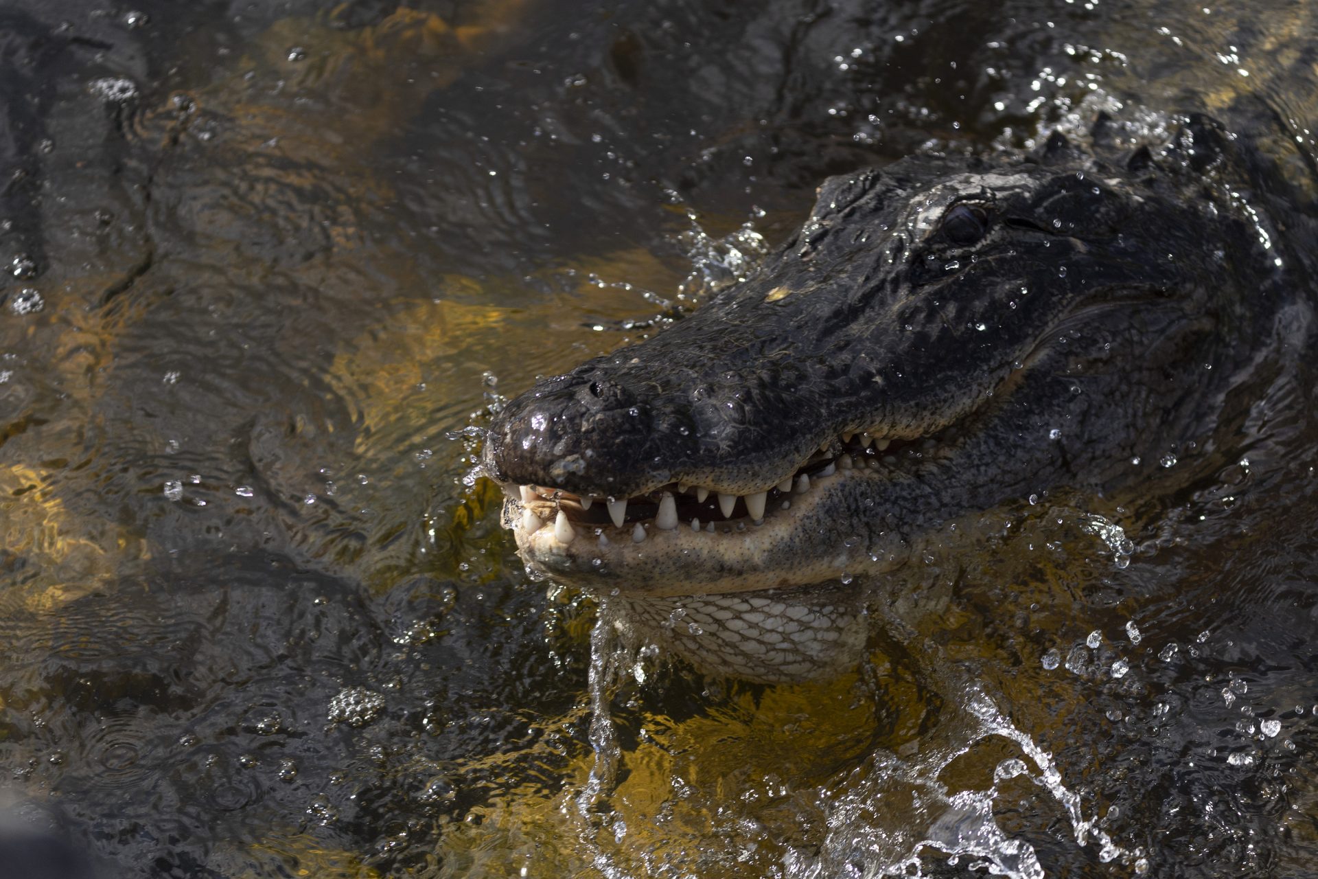 Person Dies After 11-Foot Alligator Yanked Them Inside Myrtle Beach Pond