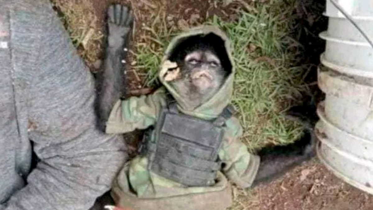 Monkey In Bullet-Proof Vest Found Dead Among 11 Killed Gang Members In Mexico – YARDHYPE