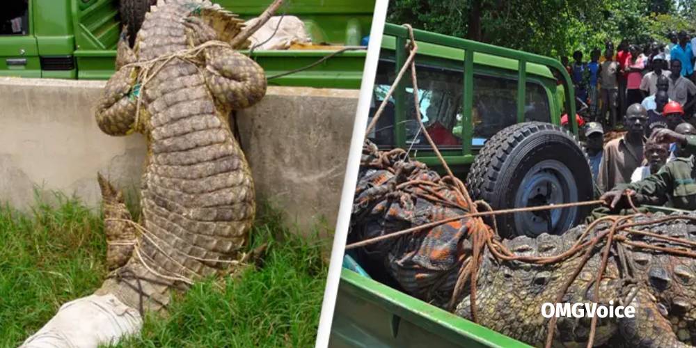 16ft Crocodile Named 'Osama' Finally Caught After Eating 80 Villagers In Uganda