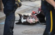 Horse Collapsing In NYC Heat Sparks 'Animal Abuse' Outrage