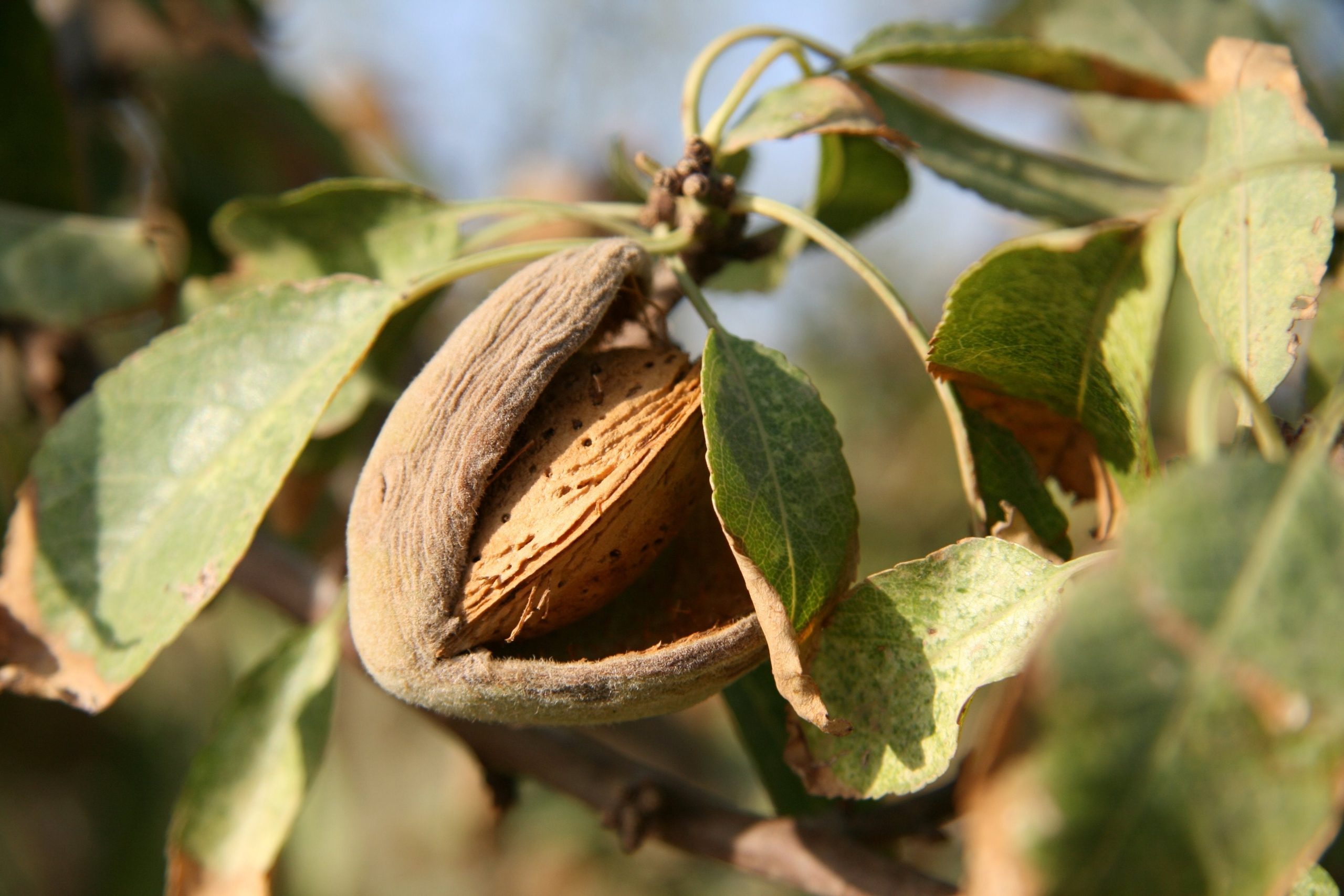 Benefits Of Almond Oil – Afrocenchix