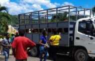 Juici Patties Truck Seized In St Ann With Stolen Cows – YARDHYPE