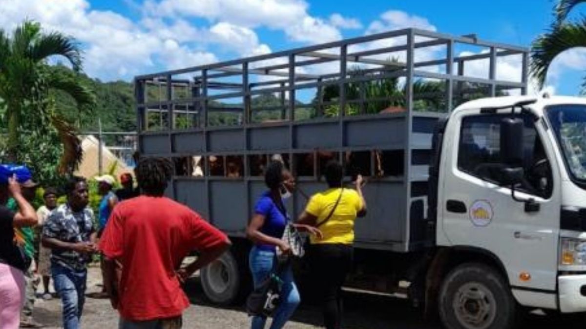 Juici Patties Truck Seized In St Ann With Stolen Cows – YARDHYPE