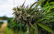 Governor of California Signs Ten Cannabis Bills Into Law