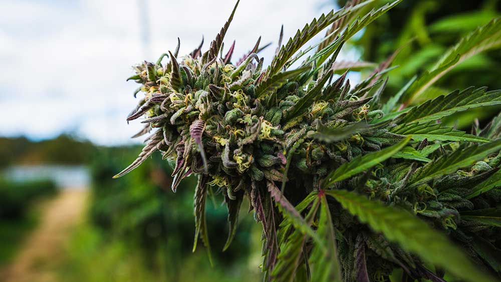 Governor of California Signs Ten Cannabis Bills Into Law